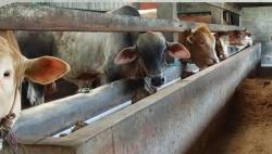 Lampung Utara Siapkan 10 Sapi Kurban, Sapi Bantuan Presiden Prabowo Hampir Satu Ton