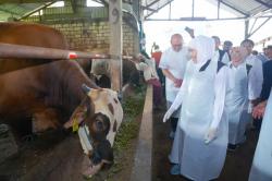 ​​Jelang Iduladha 2026, Harga Sapi Kurban di Jatim Naik hingga Rp10 Juta per Ekor