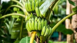 Viral Ngaku Dibegal, Pria di Batam Ini Ternyata Diduga Curi Pisang