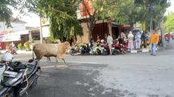 Sapi Kurban Jenis Simental Lepas di Tengah Kota Lamongan, Nyaris Masuk Salon