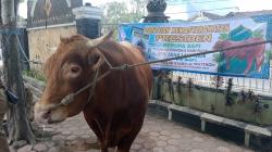 Sapi Bantuan Presiden Diserahkan ke Masjid Syariful Muttaqin Tulungagung