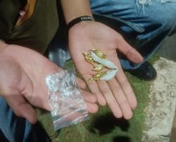 Bawa 11 Linting Ganja ke Konser PVJ, Pemuda di Merauke Diamankan Polisi
