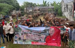 Iduladha 1447 Hijriah, PDI Perjuangan Jatim Salurkan 468 Sapi Kurban
