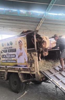 Heboh Sapi Jumbo Simmental 1 Ton dari Anggota DPR RI Nasim Khan untuk Ponpes Wali Songo