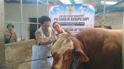 Jelang Iduladha 2026, Melihat Sapi Kurban Presiden di Kediri Berbobot 1 Ton Lebih