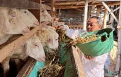 Keren! ASN di Probolinggo Sukses Ternak Puluhan Domba Tanpa Bau di Area Kota