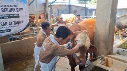 Sapi Limosin 1 Ton Milik Peternak Kediri Terpilih Jadi Hewan Kurban Presiden Prabowo