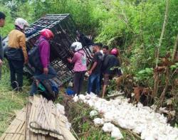 Pikap Asal Ngada Terbanting ke Luar Jalan di Manggarai Timur, Ratusan Ayam Muatan Mati