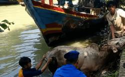 Bikin Geger! Sapi Kurban di Pemalang Lepas dan Tercebur ke Sungai