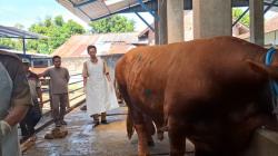 Sapi 