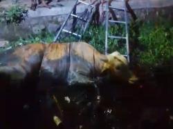 Sapi Kurban di Indramayu Terperosok ke Parit, Petugas Damkar Turun Tangan Lakukan Evakuasi