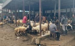 Pemeriksaan Hewan Kurban di KBB, 1.175 Masuk Kategori Belum Cukup Umur