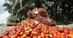 Harga TBS Swadaya Riau Anjlok 3,83% Dipicu Koreksi Harga CPO dan Kernel KPBN