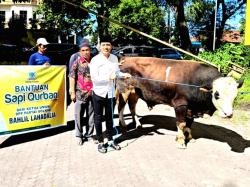 Golkar NTB Potong 5 Sapi Kurban, Bantuan Bahlil Lahadalia dan Sari Yuliati Jadi Sorotan