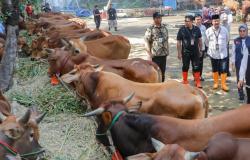Sambut Iduladha 1447 H, Warga Rentan dan Kurang Mampu Terima Penyaluran Puluhan Hewan Kurban