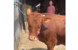 Tepati Janji, Hartono Soekwanto Serahkan Sapi Jumbo ke Warga, Ketua DKM: Daging Bersihnya Saja 1 Ton
