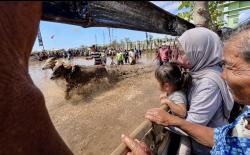 Karapan Sapi Brujul Kota Probolinggo Jadi Cara Orang Tua Kenalkan Budaya kepada Anak