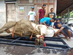 Cegah Petugas Terluka, Takmir Masjid di Bantul Ciptakan Alat Peroboh Sapi Kurban