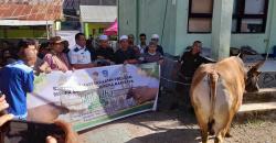 Presiden Prabowo Bantu Sapi Kurban 805 Kg, Diserahkan Bupati TTU di Masjid Nurul Falah