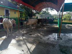 DKM Al Mishbah Citra Villa Tambun Sembelih 9 Sapi dan 7 Kambing, Bagikan 800 Kupon Daging Kurban