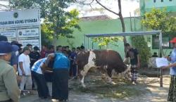 Ponpes Singo Ludiro Sukoharjo Sembelih Sapi Jumbo Kurban dari Wapres Gibran