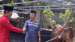 2 Ekor Sapi Kurban Dari PDIP Jatim Disembelih di Jombang, Wujud Semangat Gotong Royong