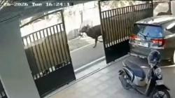 Tragis! Pria Paruh Baya di Banjarmasin Tewas Diseret Sapi Kurban Mengamuk