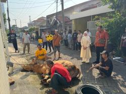Ekonomi Masyarakat Tertekan, Politis Golkar Salurkan Hewan Kurban untuk Warga Surabaya dan Sidoarjo