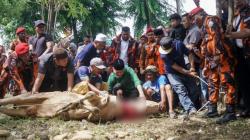 Jumlah Hewan Kurban Meningkat, Pemuda Pancasila Sumut Salurkan 18 Sapi di Medan dan Aceh