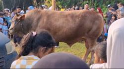 Sapi Kurban Ngamuk dan Lari ke Hutan, Ditemukan Pulang ke Rumah Pemiliknya di Bangka