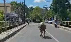 Kerbau Kurban Ngamuk di Rangkasbitung, Seruduk Motor dan Terobos Rumah Warga‎