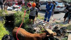 Heboh Sapi Kurban Kabur hingga Kecebur Got di Mojolaban Sukoharjo