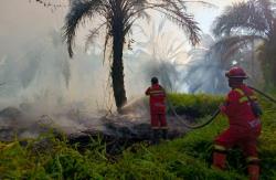 Tiga Kabupaten di Riau Dilanda Karhutla, Tim Berjibaku Padamkan Api
