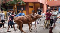 Viral Sapi Kurban Mengamuk di SMK Ketintang Surabaya, Damkar Sampai Turun Tangan