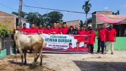 Bukan Sekadar Ritual, Ini Makna 4 Sapi Kurban PDIP Medan