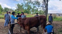 Tokoh Pejuang Babel Soroti Kondisi Daerah saat Pemotongan Hewan Kurban di Pangkalpinang