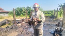 Bakar Sarang Tawon di Kandang, 2 Ekor Kambing di Jombang Ikut Mati Terpanggang