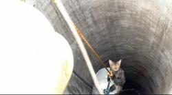 Drama Sumur 10 Meter: Detik-detik Menegangkan Damkar Tuban Selamatkan Kucing Terjebak