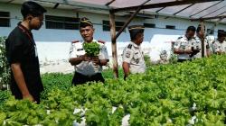 Lapas Lamongan Pasok Selada untuk Program MBG, Warga Binaan Dilibatkan dalam Ketahanan Pangan