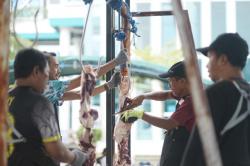 Momen Iduladha, PLN UIP Kalimantan Bagian Timur Salurkan 9 Hewan Kurban