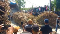 Kesal Bulog tidak Tepati Janji, Petani Tebu Blora Tumpahkan 18 Truk Tebu di Depan Pabrik Gula