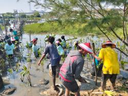 Jogo Pesisir dan Aksi Dipo Peduli Lingkungan Tanam 1.700 Mangrove di Tambakrejo Semarang