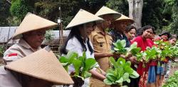 Panen Perdana Pakcoy KWT Nekmese, 900 Pohon Sayur Siap Suplai Program MBG di Kefamenanu