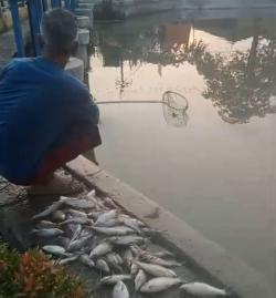 DLH Karawang Imbau Warga Tak Konsumsi Ikan Mati dari Irigasi KW3–KW5, Diduga Tercemar Limbah