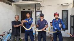 3 Evakuasi Sehari, BPBD Sidoarjo Amankan Ular dan 2 Sarang Tawon