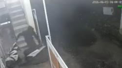 Tak Gentar Terekam CCTV, Maling Kembali Beraksi Gasak Motor di Kos-kosan Jombang