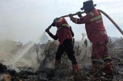 Kebakaran Meluas Capai 70 Hektare di Rantau Bais Rohil, Petugas Berjibaku Padamkan di Tengah Terik