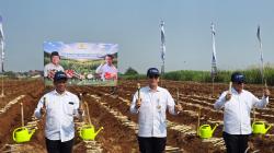 Pemerintah Dorong Tanam Serentak Komoditas Strategis untuk Perkuat Ekonomi Nasional