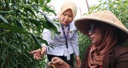 Emak Petani Cabai Merah Gen Z ini Sukses Kembangkan 15 Ribu Tanaman dan Jaga Stabilitas Harga