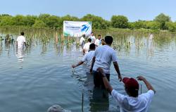 Cegah Abrasi dan Perubahan Iklim, 500 Bibit Mangrove Ditanam di Pesisir Laut Surabaya